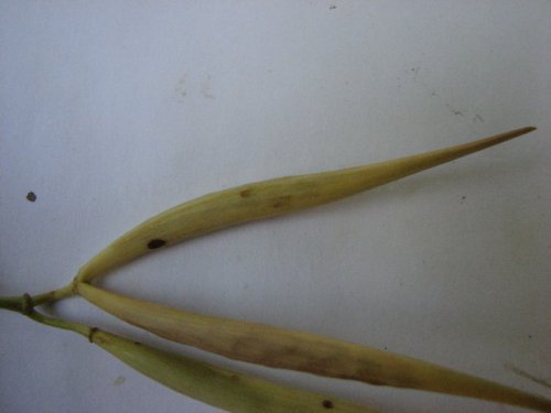 Whorled Milkweed (Whorled Milkweed)