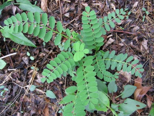 Canada Milkvetch (Canada Milkvetch)