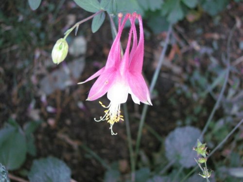 Red Columbine (Red Columbine)