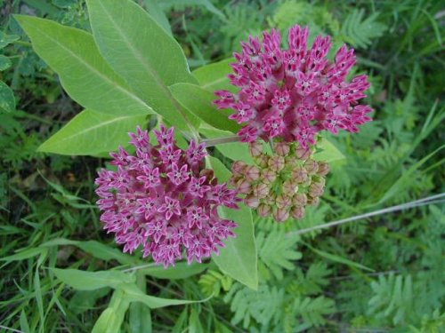 Purple Milkweed (Purple Milkweed)