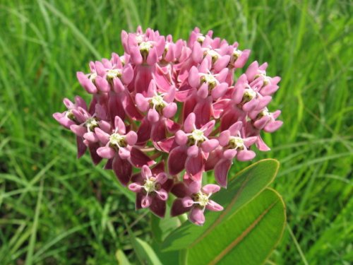 Smooth Milkweed (Smooth Milkweed)