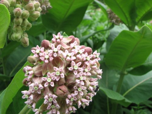 Common Milkweed (Common Milkweed)