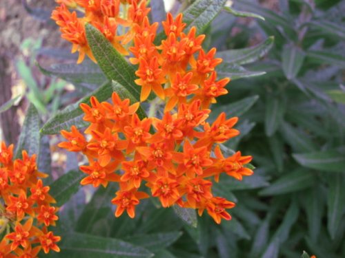Butterfly Milkweed (Butterfly Milkweed)