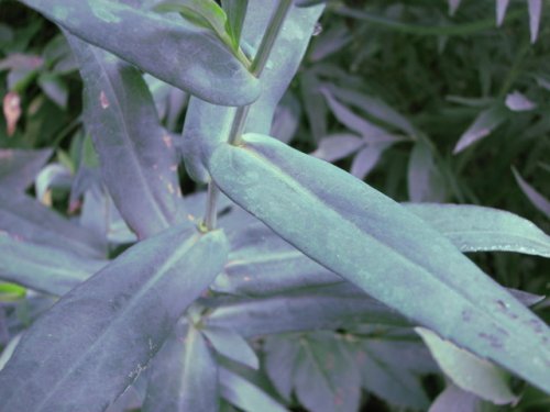 Smooth blue aster (Smooth blue aster)