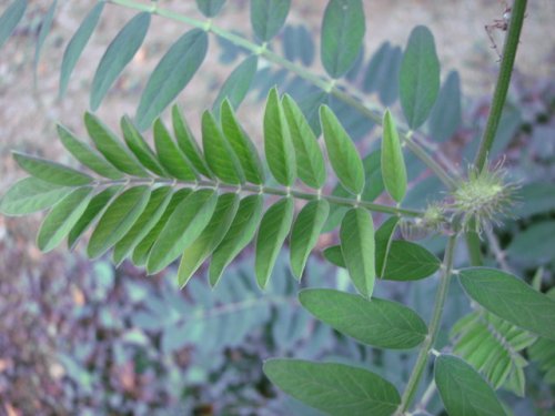Canada Milkvetch (Canada Milkvetch)