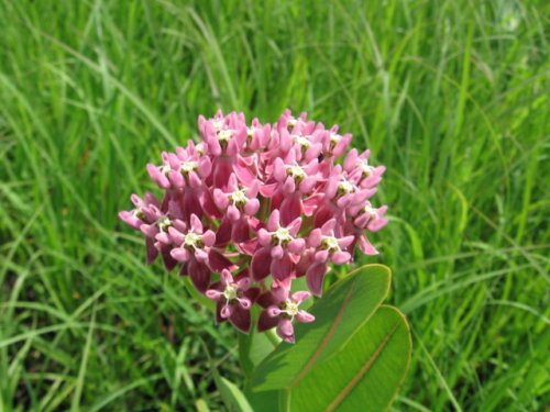 Smooth Milkweed (Smooth Milkweed)
