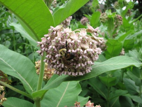 Common Milkweed (Common Milkweed)