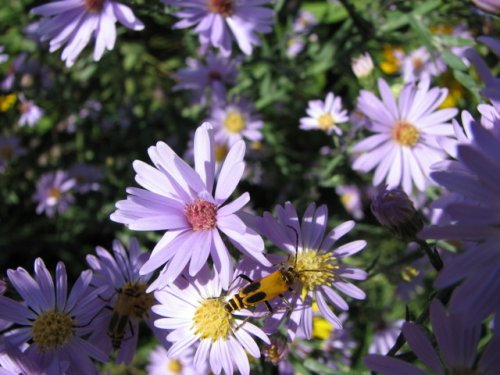 Smooth blue aster (Smooth blue aster)