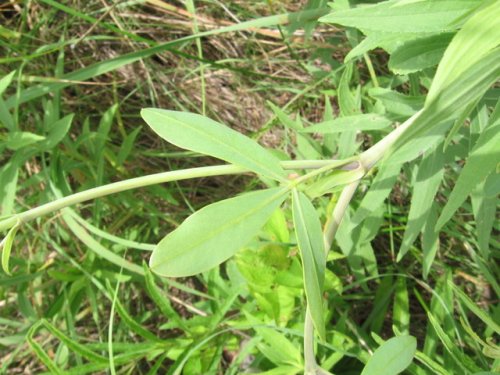 White Wild Indigo (White Wild Indigo)