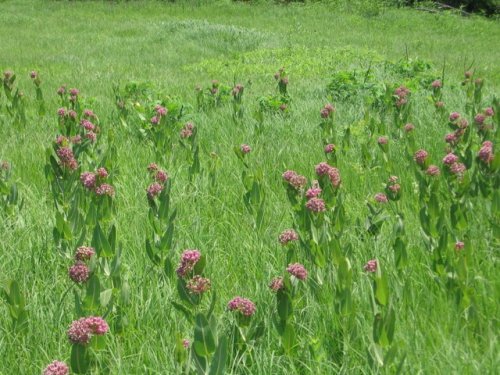 Smooth Milkweed (Smooth Milkweed)