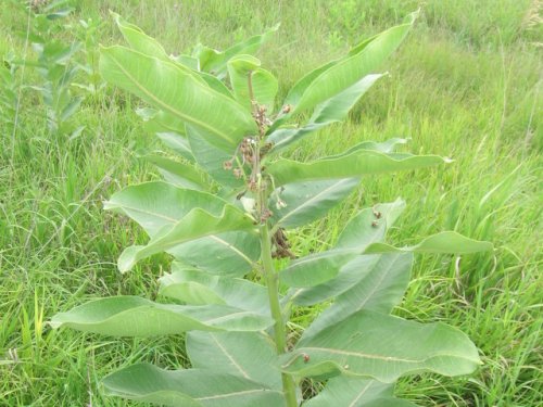 Common Milkweed (Common Milkweed)