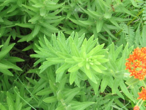Butterfly Milkweed (Butterfly Milkweed)