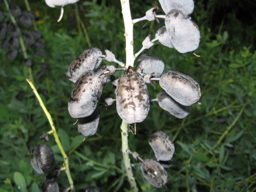 White Wild Indigo (White Wild Indigo)