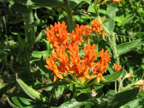 Butterfly Milkweed (Butterfly Milkweed)