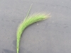 Canada Wildrye