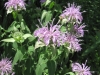 Gray-headed Coneflower