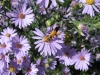 Stiff Goldenrod