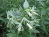 Eastern Dotted Gayfeather