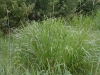 Canada Wildrye