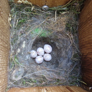 Black-capped Chickadee Eggs