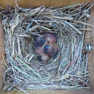 Bluebird nestlings