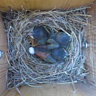 Bluebird nestlings