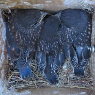 Bluebird nestlings