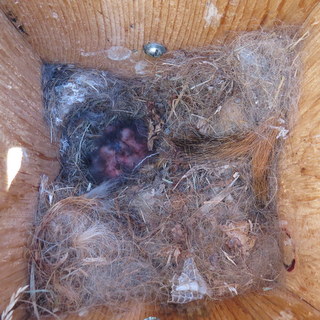 great crested flycatcher nestlings