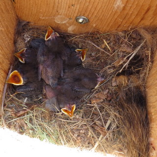 great crested flycatcher nestlings