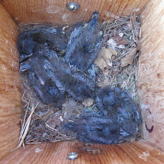 great crested flycatcher nestlings