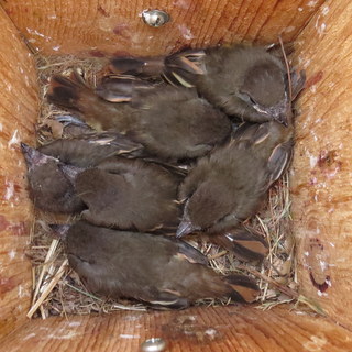 great crested flycatcher nestlings