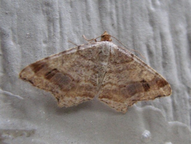 images/gallery/yardbutterflies/bicolored_angle_moth.JPG